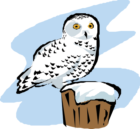 Snowy Owl Clipart Cool Cartoon - Snowy Owl Arctic Cartoon - Free Transparent PNG Clipart Images Download. - Owl Transparent PNG Free Download