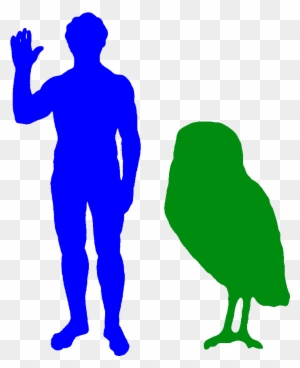 The Cuban Giant Owl Was The Biggest Owl Ever - Phillip Island Penguin Size - Free Transparent PNG Clipart Images Download. - Owl Transparent PNG Free Download