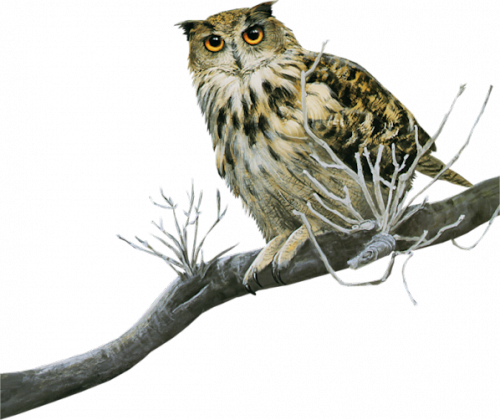 Owls, Images, Beautiful Birds, Birds, Owl, Tawny Owl - Tube Chouette - Free Transparent PNG Clipart Images Download. - Owl Transparent PNG Free Download