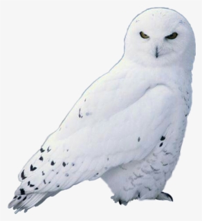 #owl #whiteowl #scowls - Snow Owl, HD Png Download - Owl Transparent PNG Free Download