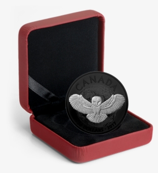 Nocturnal By Nature - Coins Transparent PNG - 570x570 - Free Download on - Owl Transparent PNG Free Download