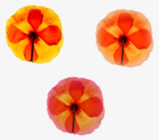 Cool Folwers For Your Projects Png Png Nature Various - Pumpkin Transparent PNG - 1024x683 - Free Download on - Pumpkin Transparent PNG Free Download