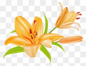 Grab This Free Summer Flower Clip Art - Lily Clip Art - Free Transparent PNG Clipart Images Download. - Summer Transparent PNG Free Download