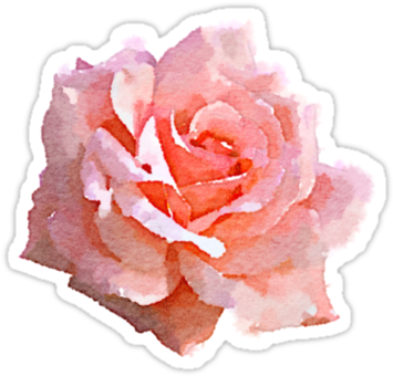 Tumblr Png Summer Graphic Black And White Stock - Pink Roses Watercolor Png Transparent PNG - 375x360 - Free Download on - Summer Transparent PNG Free Download