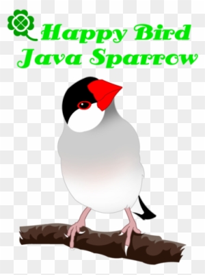 Happy Bird Java Sparrow （桜文鳥） - Dog Days Of Summer - Free Transparent PNG Clipart Images Download. - Summer Transparent PNG Free Download