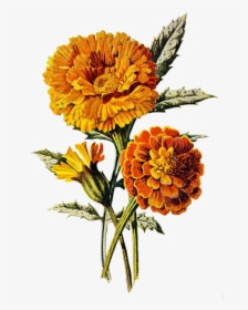 Marigold, Flower, Floral, Plant, Orange, Summer, Nature - Marigold Art, HD Png Download - Summer Transparent PNG Free Download
