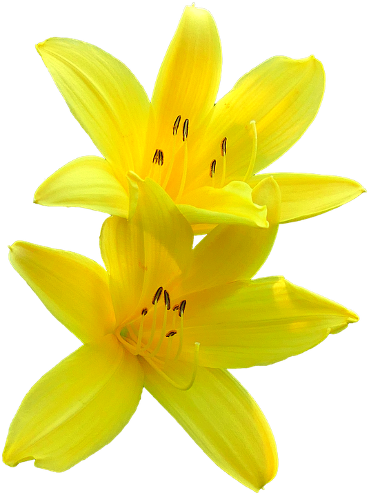 Lily Blossom, Yellow, Flower, Plant, Garden, Summer - Flor De Lirio Png Transparent PNG - 720x720 - Free Download on - Summer Transparent PNG Free Download