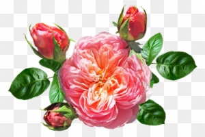 Rose, David Austin, Summer, Bloom - Rose - Free Transparent PNG Clipart Images Download. - Summer Transparent PNG Free Download