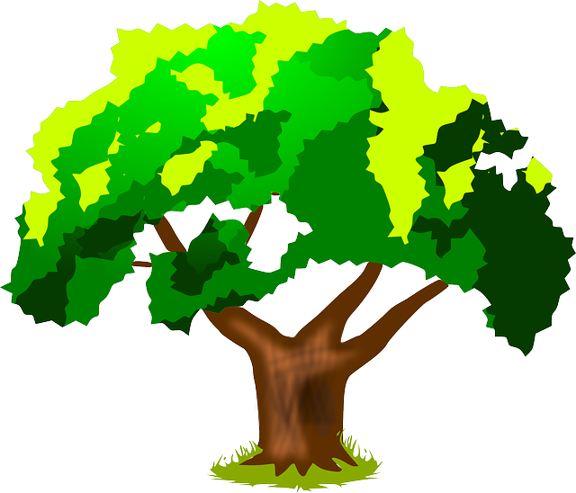 Summer Plant, Tree, Green, Trunk, Leaves, Spring, Summer - Harwood Park Primary School - Free Transparent PNG Clipart Images Download. - Summer Transparent PNG Free Download