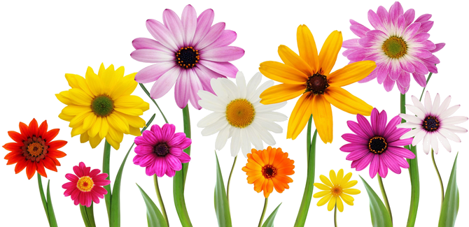 Colorful, Summer, Spring Flowers Png - Love You My Daughter - Free Transparent PNG Clipart Images Download. - Summer Transparent PNG Free Download