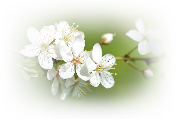 At Beltane We Celebrate The Fertile Height Of Spring - Cherry Blossom - Free Transparent PNG Clipart Images Download. - Summer Transparent PNG Free Download