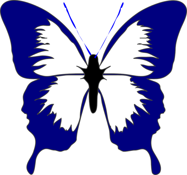 Butterfly, Insect, Spring, Navy Blue, Beautiful, Summer - Butterfly Black And White Clipart - Free Transparent PNG Clipart Images Download. - Summer Transparent PNG Free Download