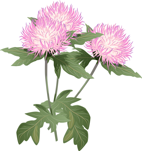 A Bouquet Of Summer Flowers Clip Art - Thistle Flower Clipart - Free Transparent PNG Clipart Images Download. - Summer Transparent PNG Free Download