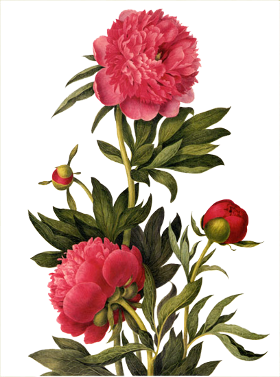 Pivoine / Dahlia / Etc - Earrings "small Summer Flowers" Cabochons Red - Free Transparent PNG Clipart Images Download. - Summer Transparent PNG Free Download