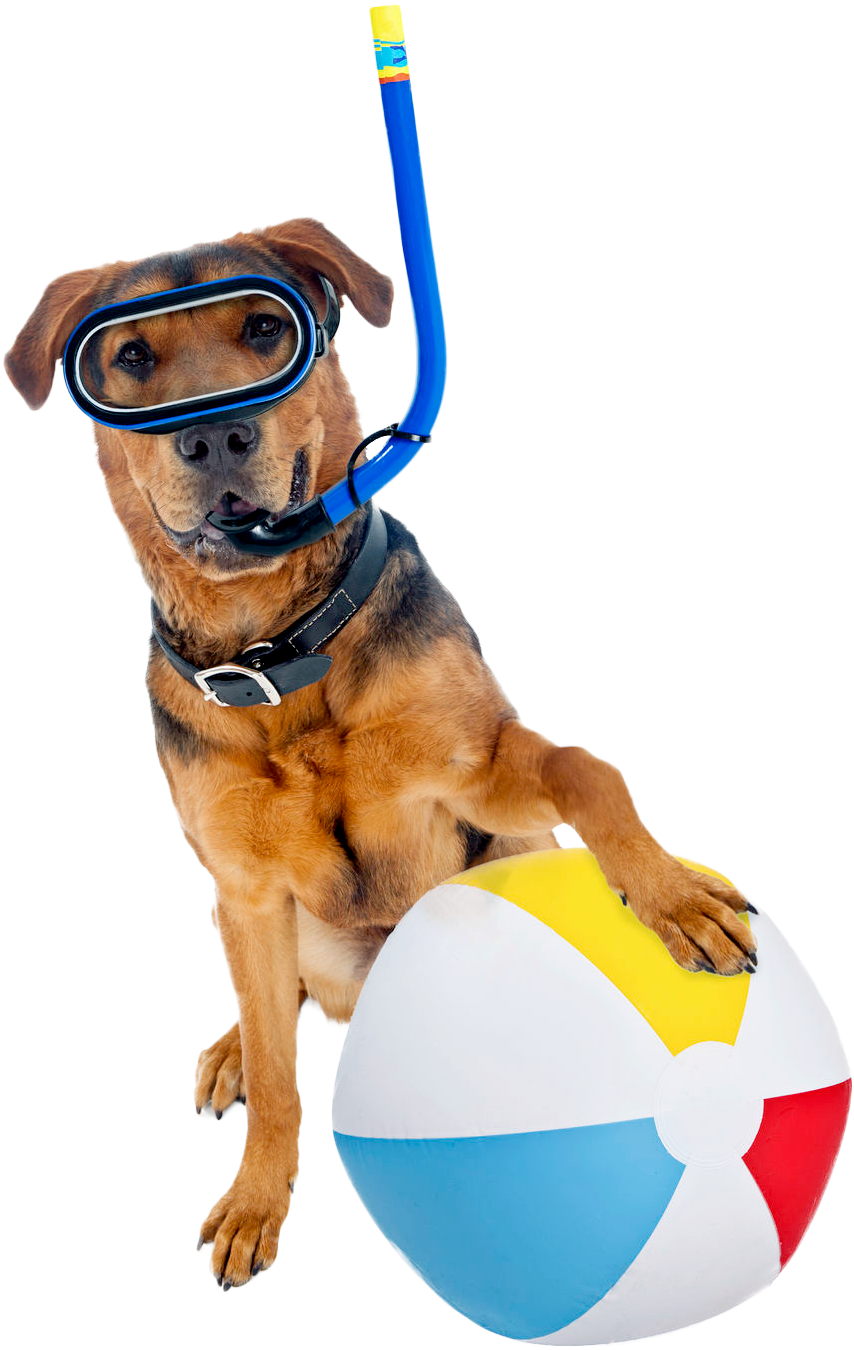 Summer Weather Reminds Us Of Pool Parties, Longer Evenings, - Beach Ball - Free Transparent PNG Clipart Images Download. - Summer Transparent PNG Free Download