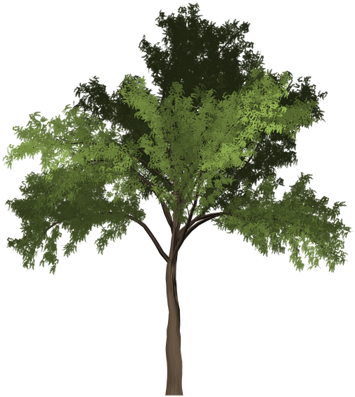 Robinia, Tree, Green, Summer, Outdoor, Nature, Natural - Robinia Png - Free Transparent PNG Clipart Images Download. - Summer Transparent PNG Free Download