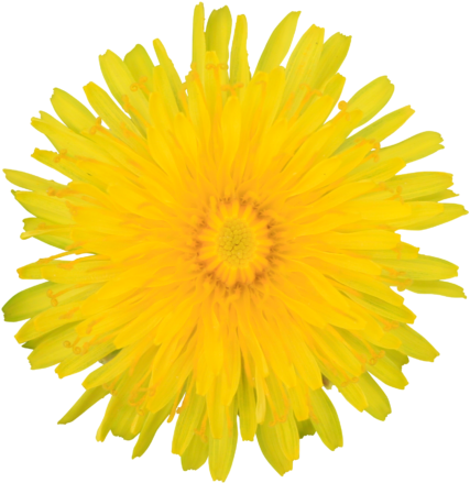 Dandelion Yellow Summer Flower Visible Center Layered - Dandelion Clipart No Background - Free Transparent PNG Clipart Images Download. - Summer Transparent PNG Free Download
