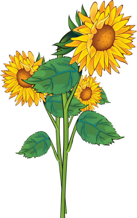 Yellow Flower Clipart Sunflower Bouquet - Summer Flower Clipart - Free Transparent PNG Clipart Images Download. - Summer Transparent PNG Free Download