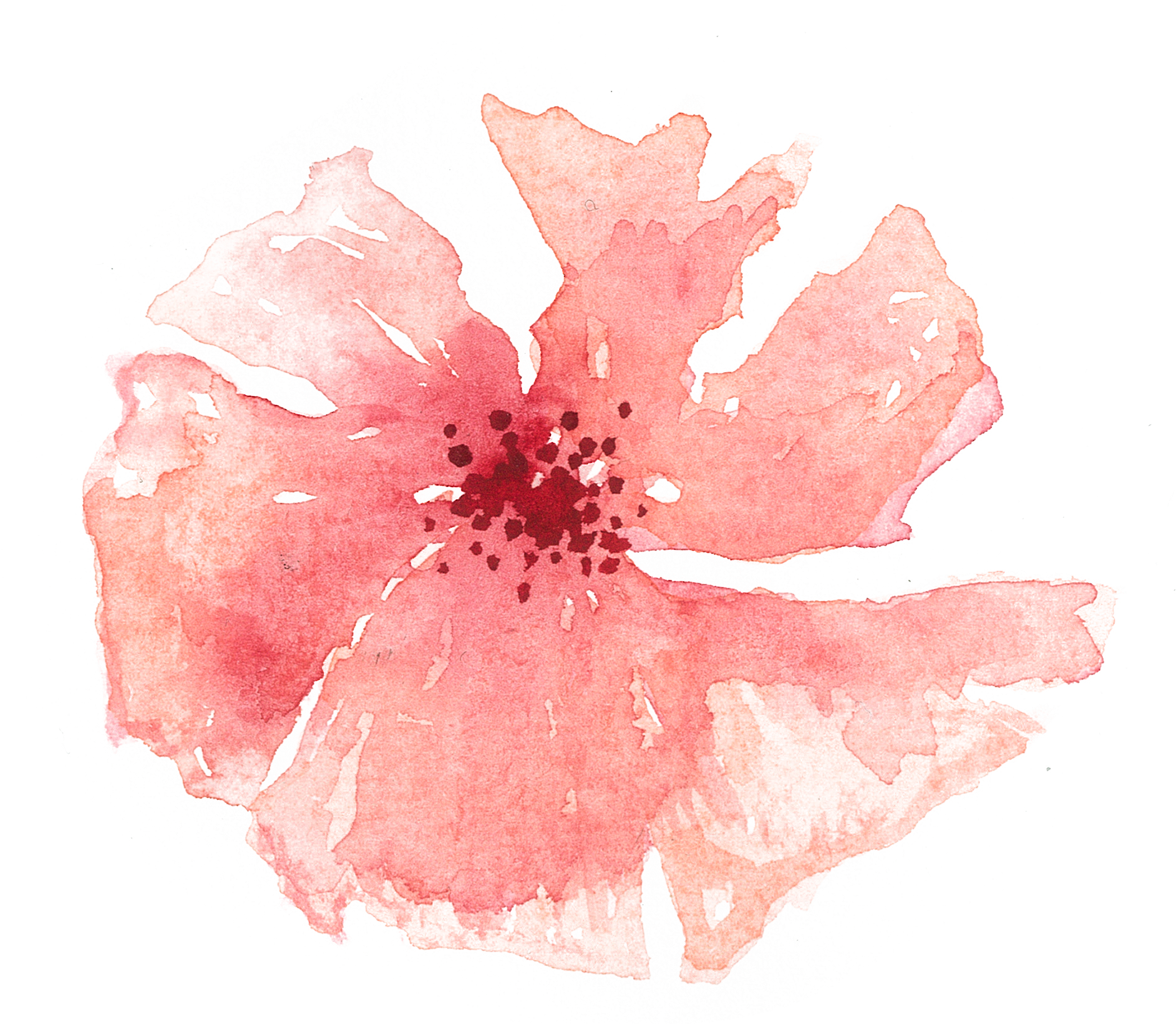 Of A Friends Wedding In The Summer Of - Chinese Hibiscus Transparent PNG - 1920x1796 - Free Download on - Summer Transparent PNG Free Download