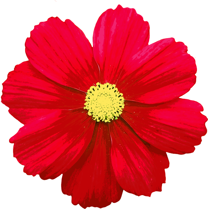 Blossom, Bloom, Flower, Color, Summer Flowers, Summer - Flower - Free Transparent PNG Clipart Images Download. - Summer Transparent PNG Free Download