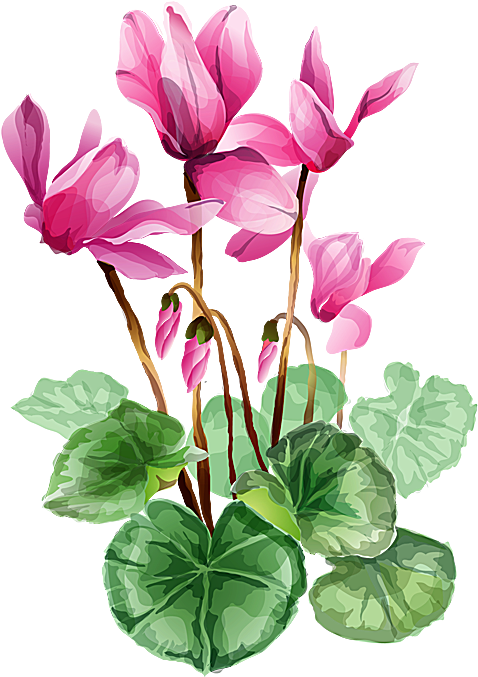 Flower Bouquet A Bouquet Of Summer Flowers Clip Art - Cyclamen Clipart - Free Transparent PNG Clipart Images Download. - Summer Transparent PNG Free Download