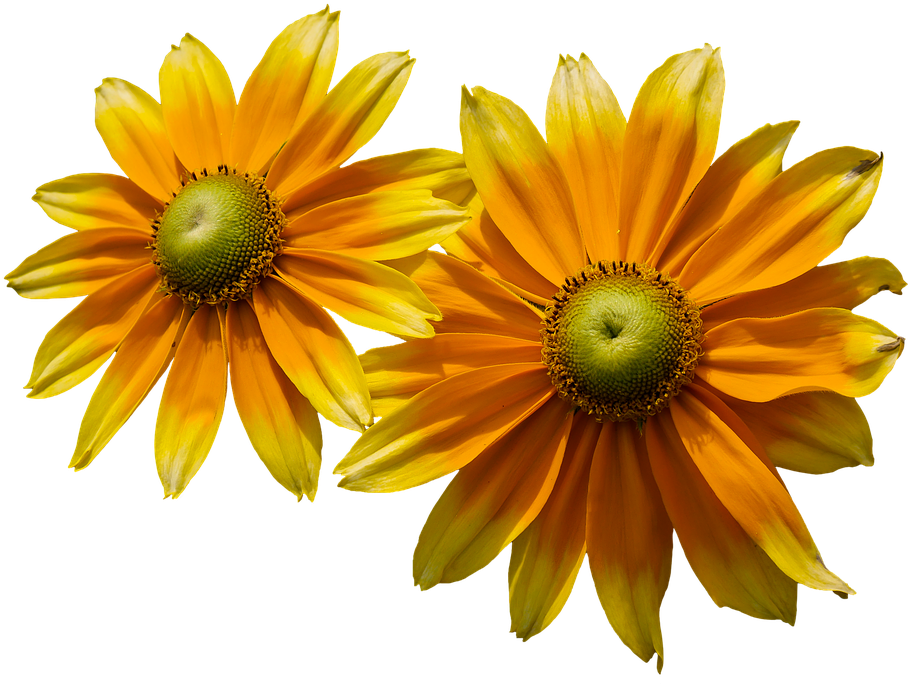 Flower, Sun Hat, Yellow, Png, Isolated, Close, Summer - Flores De Verão Png - Free Transparent PNG Clipart Images Download. - Summer Transparent PNG Free Download