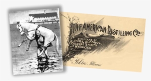 Every Summer An Annual Whiskeydaddle Festival Was Held - Stallion Transparent PNG - 611x346 - Free Download on - Summer Transparent PNG Free Download