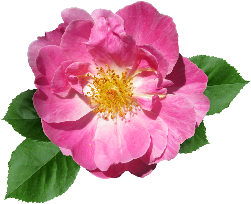 Rose, Pink, Flower, Summer, Garden, Bloom - Transparent Pink Flower - Free Transparent PNG Clipart Images Download. - Summer Transparent PNG Free Download