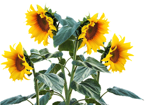 Sunflower, Summer, Sun, Plant - Sunflower Plant Png - Free Transparent PNG Clipart Images Download. - Summer Transparent PNG Free Download