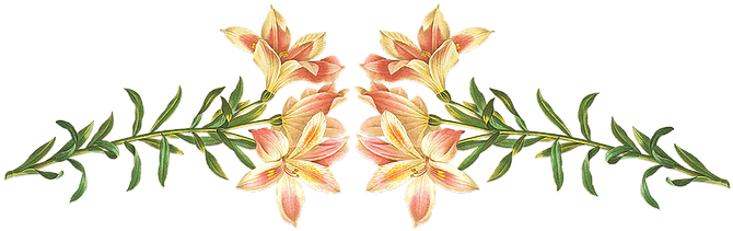The Summer House - Giclee Painting: Langlois' Alstroemeria Pelegrina, - Free Transparent PNG Clipart Images Download. - Summer Transparent PNG Free Download