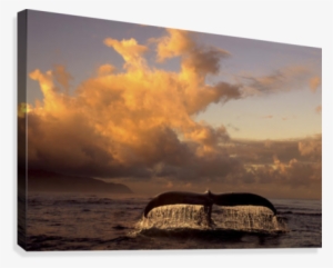 Humpback Whale Tail In Water Southeast Ak Digital Original - Posterazzi Humpback Whale Tail In Water Southeast Ak Transparent PNG - 428x344 - Free Download on - Summer Transparent PNG Free Download