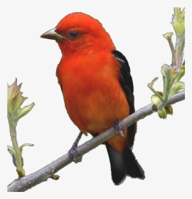 Summer Tanager, HD Png Download - Summer Transparent PNG Free Download