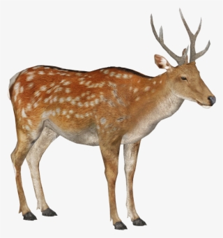 Sika Deer Male Summer 3 - Male Sika Deer Transparent PNG - 829x886 - Free Download on - Summer Transparent PNG Free Download