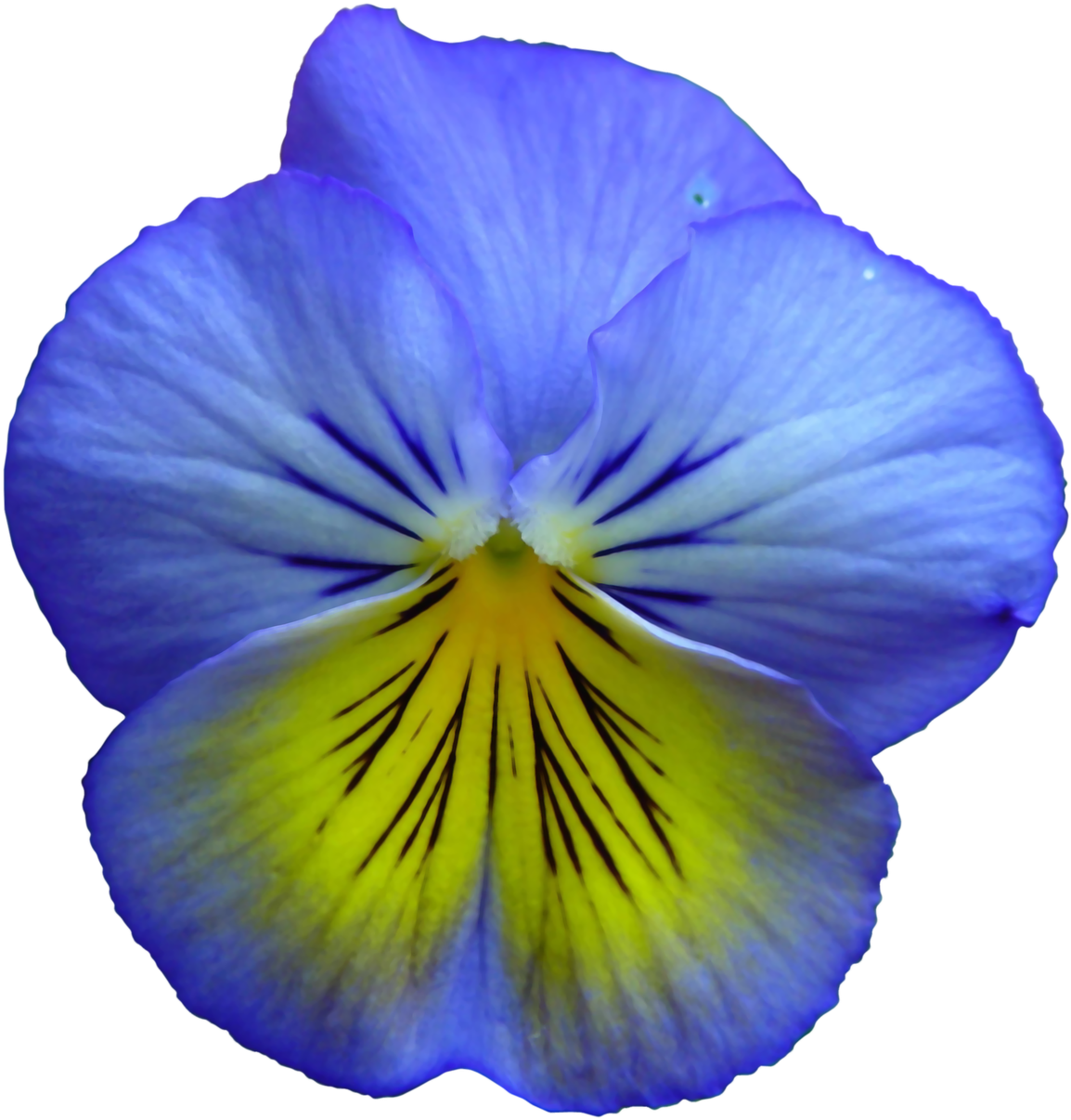 Pansy, Flower, Flowers, Summer Flowers, Purple, Nature - Blue And Yellow Flowers - Free Transparent PNG Clipart Images Download. - Summer Transparent PNG Free Download