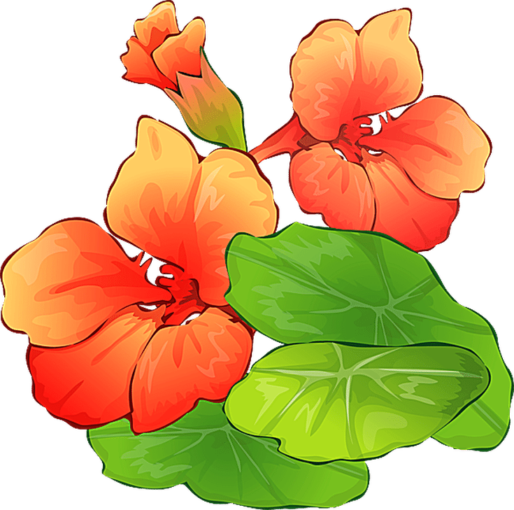 Grab This Free Summer Flower Clip Art - Nasturtium Clipart - Free Transparent PNG Clipart Images Download. - Summer Transparent PNG Free Download