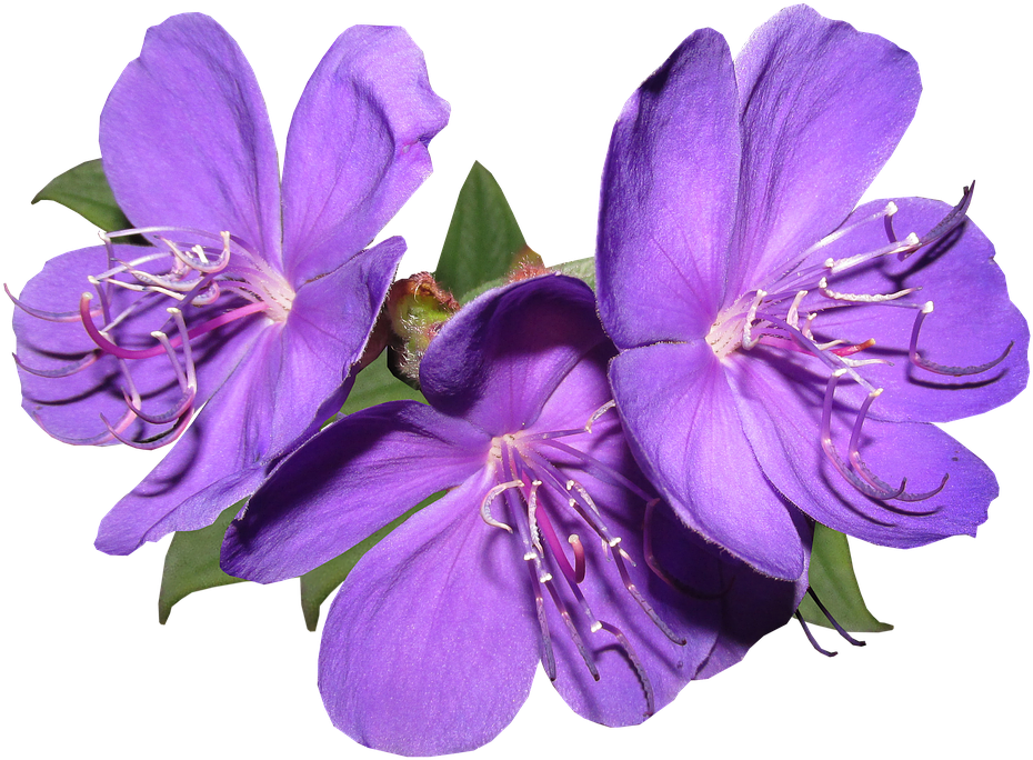 Flowers, Purple, Garden, Summer, Bright - Flawers Violet Png - Free Transparent PNG Clipart Images Download. - Summer Transparent PNG Free Download