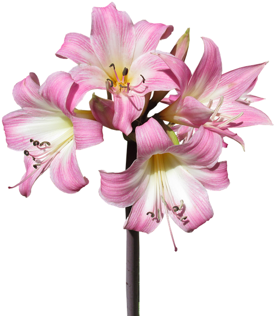 Belladonna, Lily, Flower, Summer, Bloom - Belladonna Lily Png - Free Transparent PNG Clipart Images Download. - Summer Transparent PNG Free Download