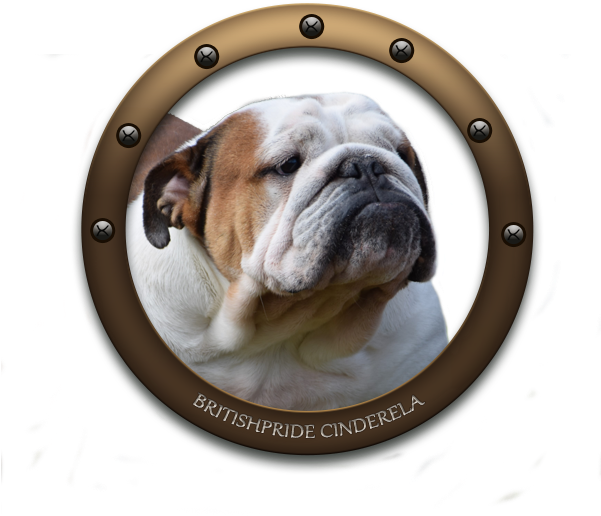 Simplydoor Patty Labelle Britishpride Cinderella Nobozz - Australian Bulldog Transparent PNG - 600x600 - Free Download on - Summer Transparent PNG Free Download
