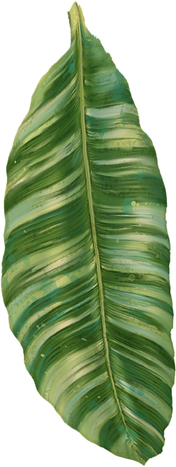 Peachy Banana Leaves Tropical Greenery Homey Image - Tropical Leaves Transparent Png - Free Transparent PNG Clipart Images Download. - Summer Transparent PNG Free Download