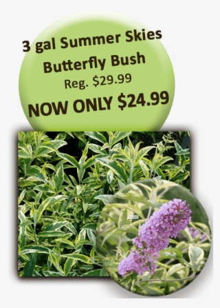 3 Gal Summer Skies Butterfly Bush - Special K Transparent PNG - 504x720 - Free Download on - Summer Transparent PNG Free Download