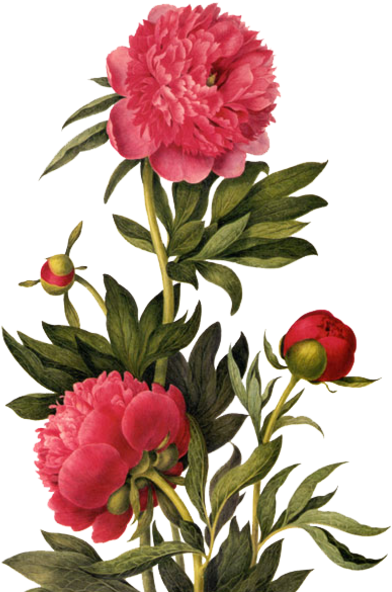 Publicat De Eu Ciresica La - Earrings "small Summer Flowers" Cabochons Red - Free Transparent PNG Clipart Images Download. - Summer Transparent PNG Free Download