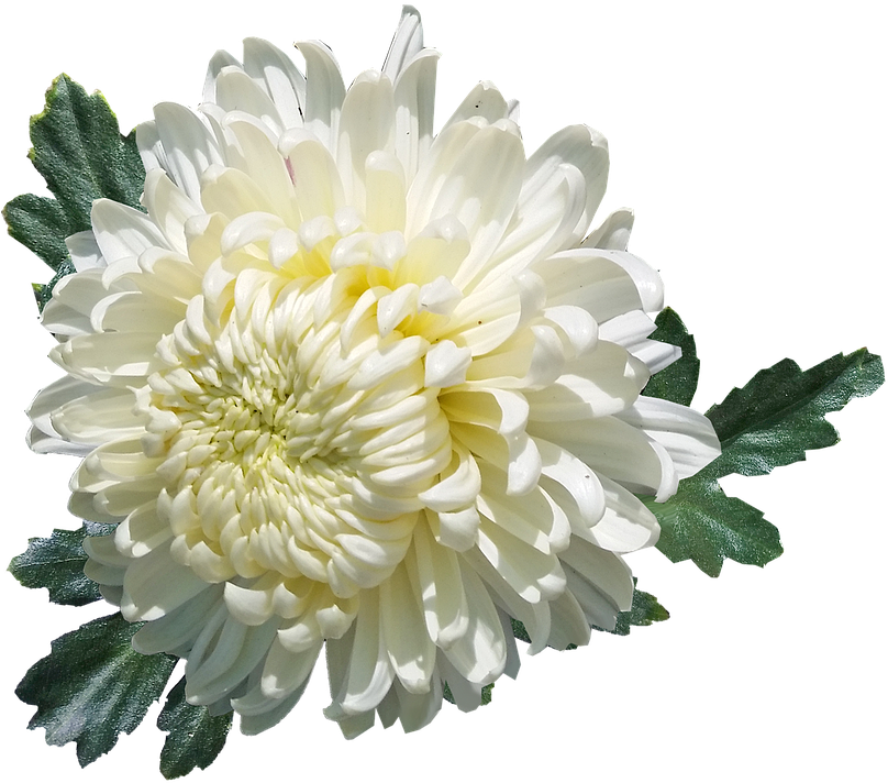 Chrysanthemum, White, Flower, Plant, Garden, Summer - Chrysanthemum Transparent PNG - 810x720 - Free Download on - Summer Transparent PNG Free Download