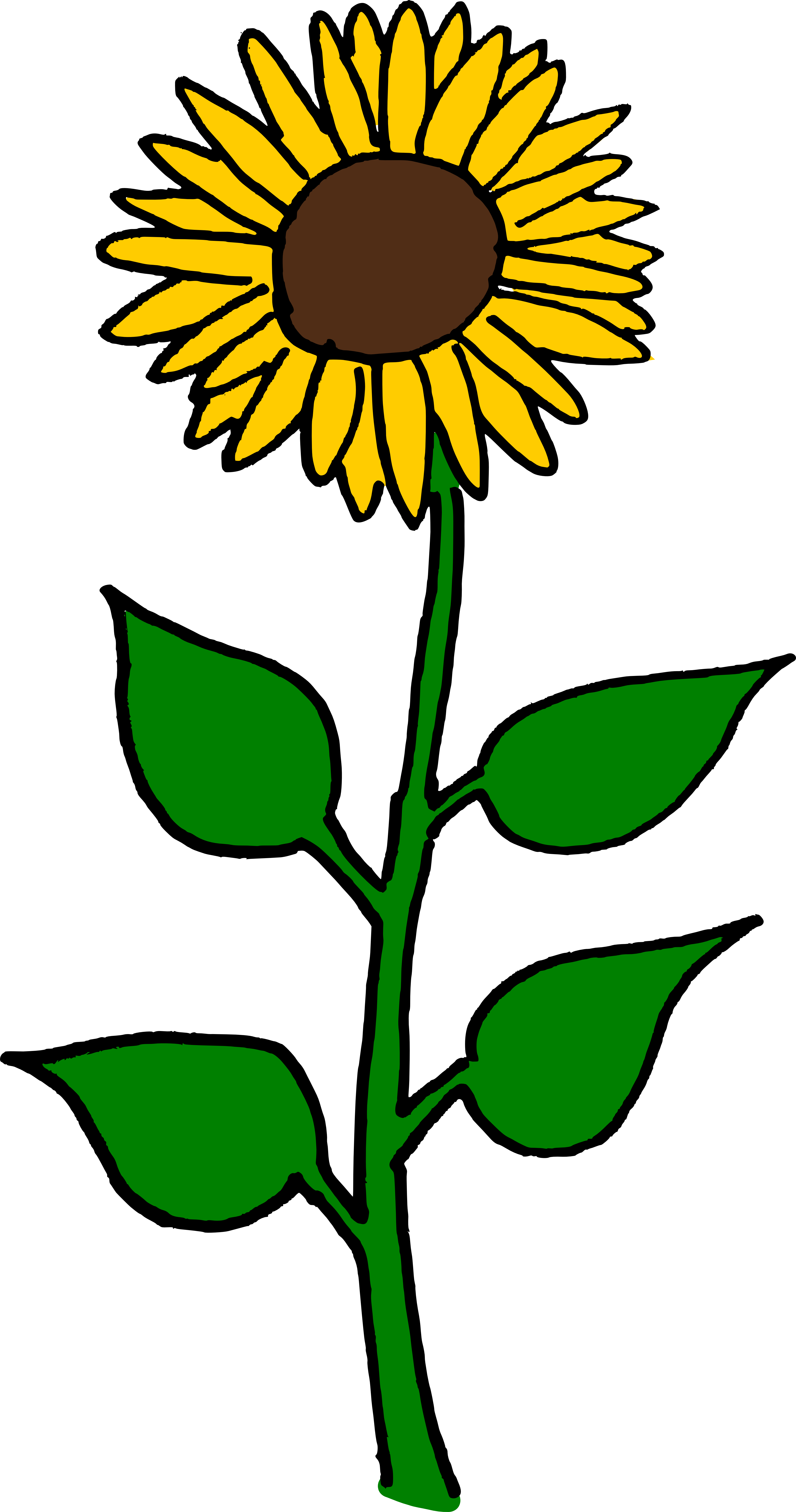 Common Sunflower Sunflower Seed Helianthus Giganteus - Sun Flower Clip Art Transparent PNG - 3961x7520 - Free Download on - Sun Transparent PNG Free Download