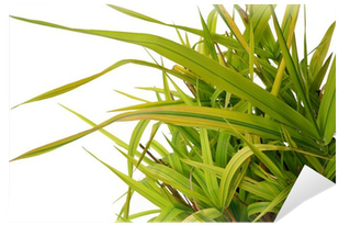 Ornamental Grass Phalaris Arundinacea Arctic Sun Wall - Sweet Grass Transparent PNG - 400x400 - Free Download on - Sun Transparent PNG Free Download
