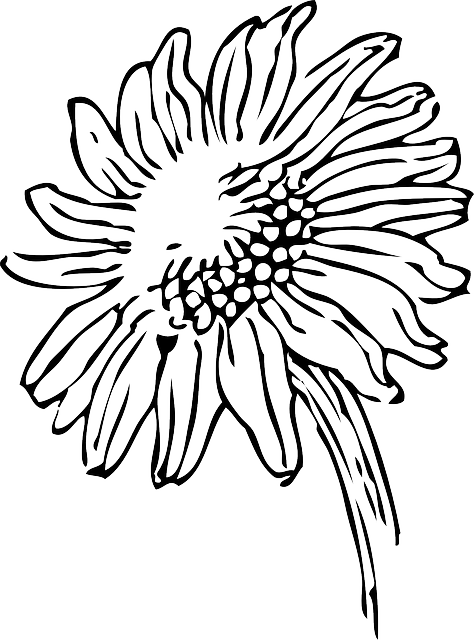 Black, Outline, Drawing, Sketch, Sun, Flower, White - Sunflowers Clip Art Black And White - Free Transparent PNG Clipart Images Download. - Sun Transparent PNG Free Download