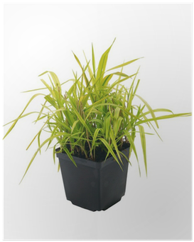 Ornamental Grass Phalaris Arundinacea Arctic Sun Poster - Phalaris Transparent PNG - 400x400 - Free Download on - Sun Transparent PNG Free Download