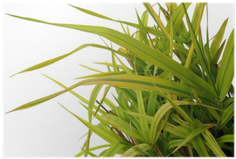 Ornamental Grass Phalaris Arundinacea Arctic Sun Poster - Sweet Grass Transparent PNG - 400x400 - Free Download on - Sun Transparent PNG Free Download