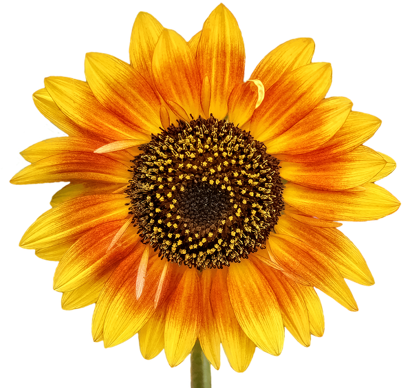 Com Store, The Sun, The Flowers, Beetle - Golden Yellow Summer Sunflower Beach Towel - Free Transparent PNG Clipart Images Download. - Sun Transparent PNG Free Download