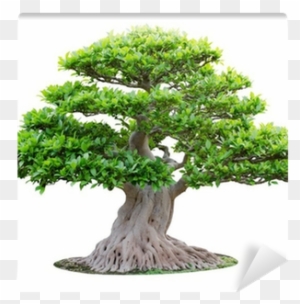 Big Bonsai Tree Isolated On White Background Wall Mural - Empire Of The Sun: Two Vines Cd - Free Transparent PNG Clipart Images Download. - Sun Transparent PNG Free Download