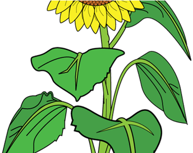 Best Wild Flowers Bouquet Clipart These Are - Clip Art Sun Flower - Free Transparent PNG Clipart Images Download. - Sun Transparent PNG Free Download